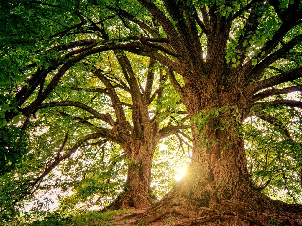Susta﻿inability and Reforestation Efforts