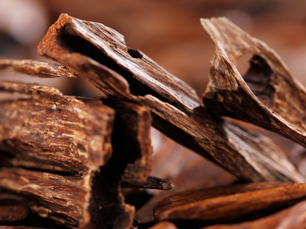 What is Oud? The Essence, History, and Impact